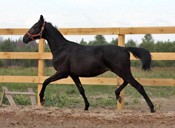 Бег лошади: характеристика аллюров, особенности исполнения