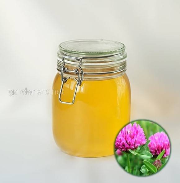 Клеверный мёд – полезное лакомство: особенности и секреты его выбора