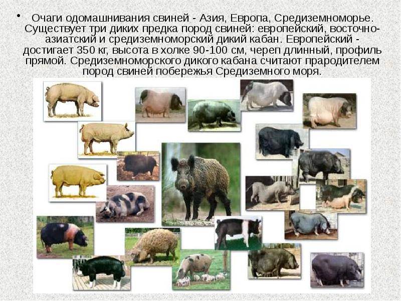 Свинья домашняя: виды, фото и описание, особенности разведения в домашних условиях :: syl.ru