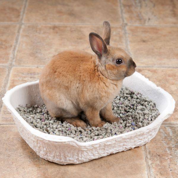 Как приучить кролика ? к лотку: советы и инструкция, выбор лотка