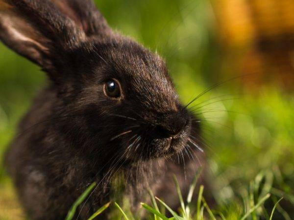 О черном кролике ?: обзор разновидностей и описание пород