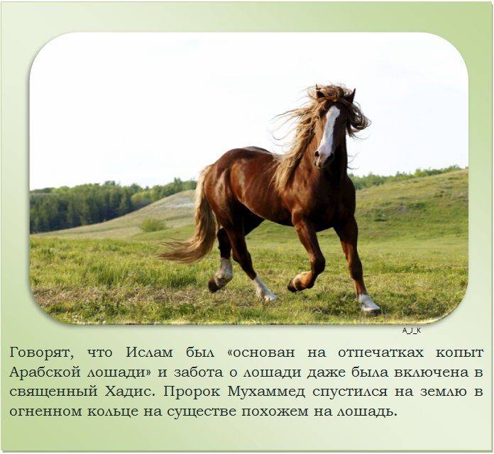 Самые интересные и увлекательные факты о лошадях
