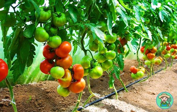 ✅ как добиться высокого урожая томатов при выращивании в теплицах? - сад62.рф
