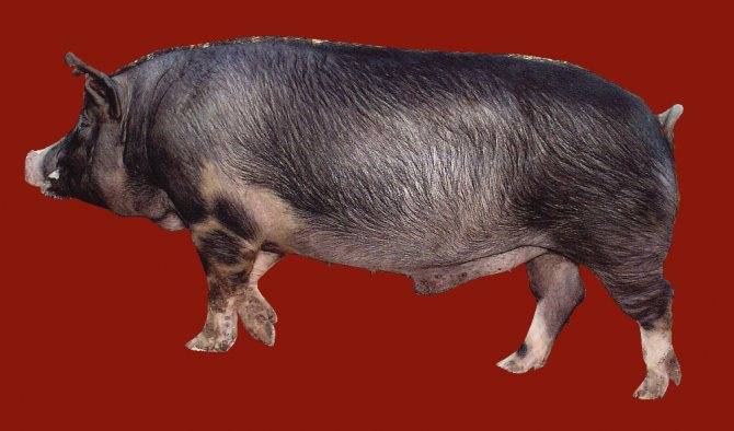 Самые выгодные породы свиней