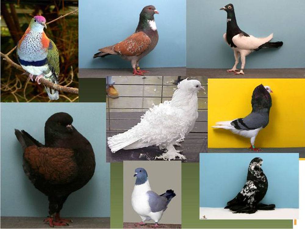 Классификация и обзор популярных пород домашних голубей