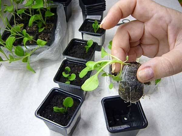 Как вырастить рассаду петунии без пикировки, как сеять семена