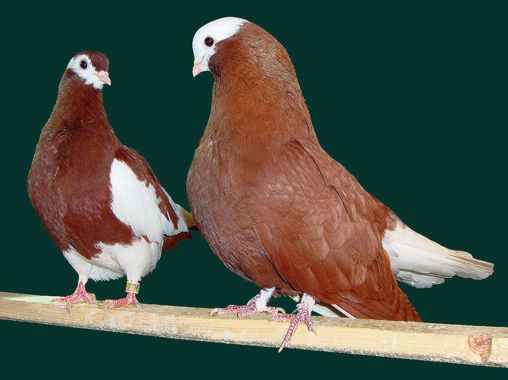 Голуби: породы, их описание и фото. виды домашних голубей