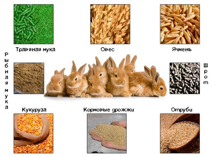Можно ли давать кроликам пшеницу: советы и видео
можно ли давать кроликам пшеницу: советы и видео