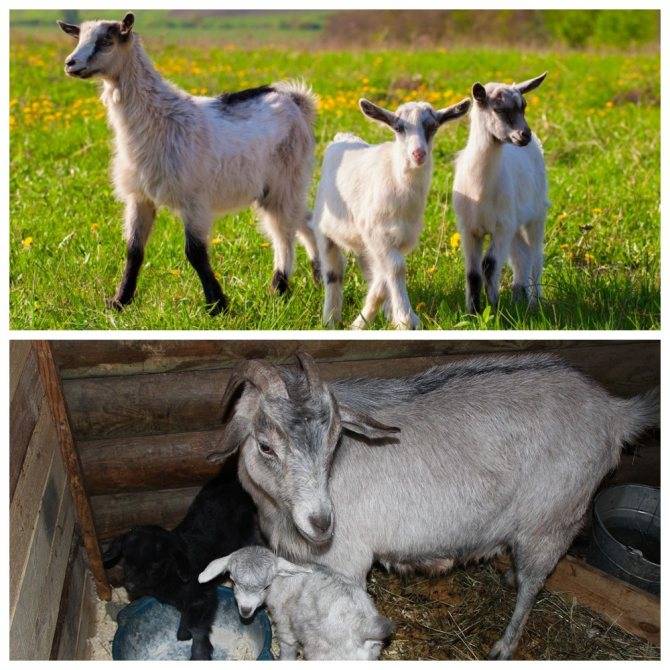 Окот у козы: первые признаки, предродовой уход