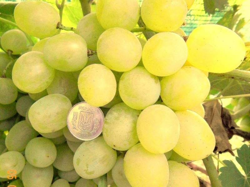 Виноград супер экстра: описание столового сорта, как посадить и ухаживать