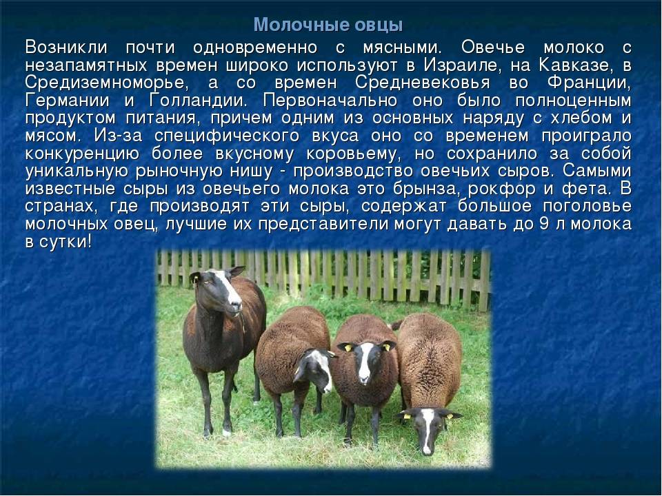 Молочные породы овец - характеристики, правила содержания, дойка