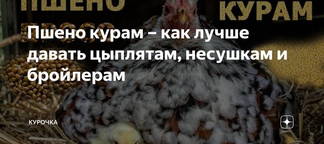 Как давать пшено цыплятам и курам несушкам и бройлерам
