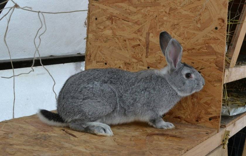 Кролики бсс: описание породы, преимущества и недостатки 