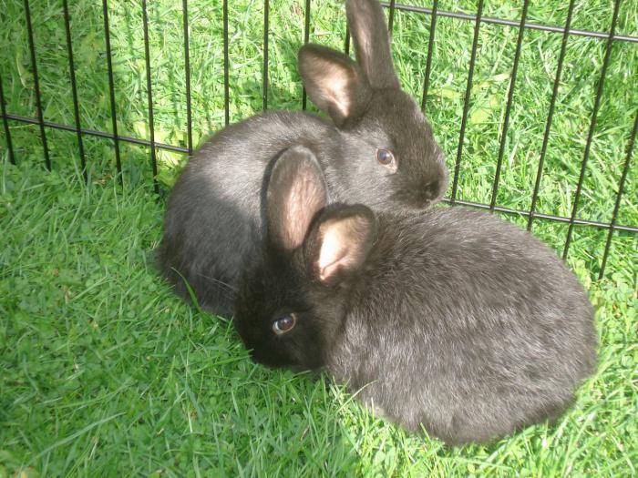 Кролик полтавское серебро: описание породы и фото