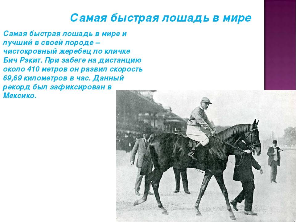 ᐉ с какой скоростью бегает скаковая лошадь, рекорды на скачках - zooon.ru