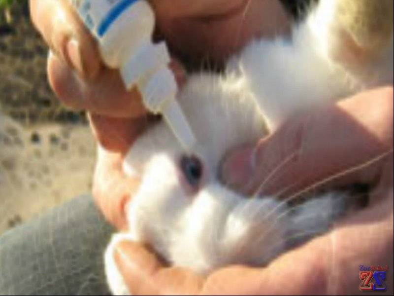 Профилактика болезней кроликов — лечение кроликов от вирусных заболеваний и предотвращение падежа в кролиководческом хозяйстве