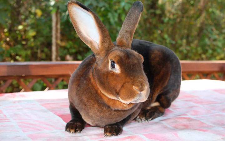 Кролик рекс — описание породы, характеристика, особенности содержания и разведения