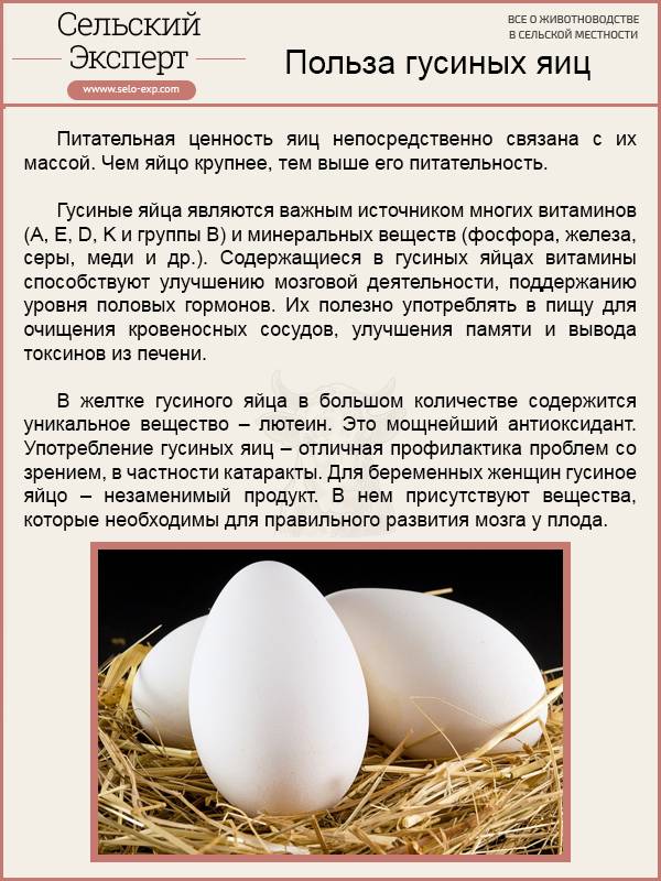 Почему в куриных яйцах бывает кровь?