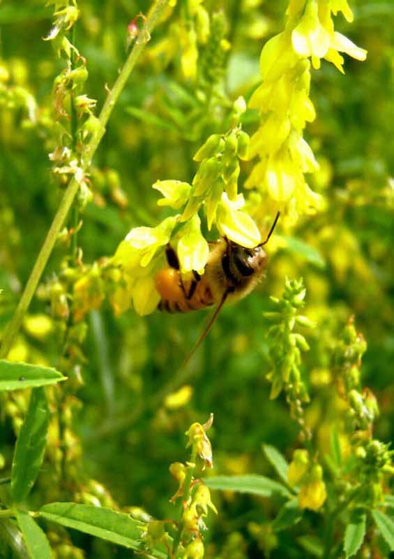 Донниковый мед— полезные свойства и противопоказания, из чего  делают ????