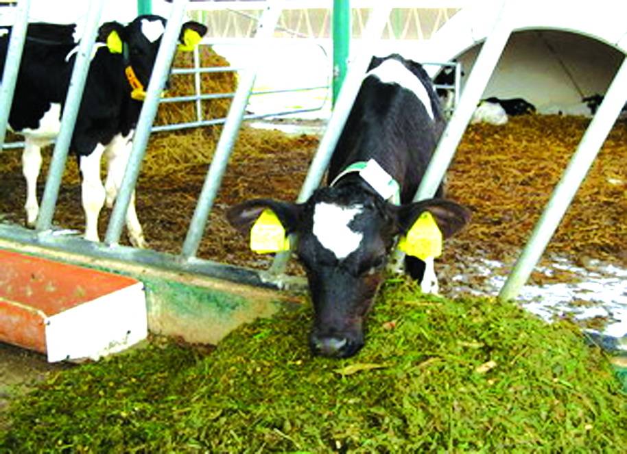 Стойло для коров – как разместить животных