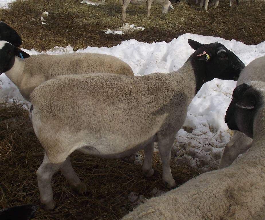 Ассоциация овец дорпер в австралии. австралия: расшифровка генома овцы поможет повысить производительность