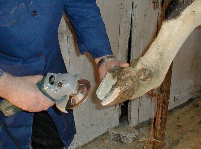 Как правильно обрезать копыта у коз