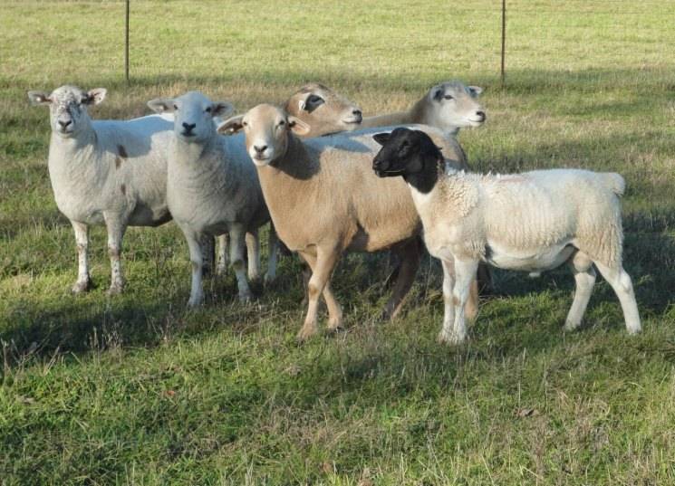 Овцы карачаевской породы: описание, характеристика, особенности содержания и кормления
