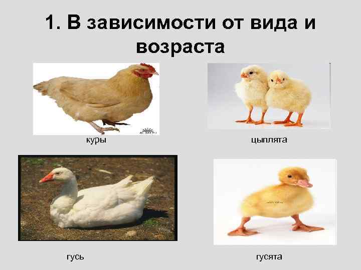 Как определить возраст курицы