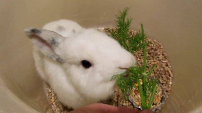 ᐉ можно ли давать кроликам петрушку? - zooon.ru