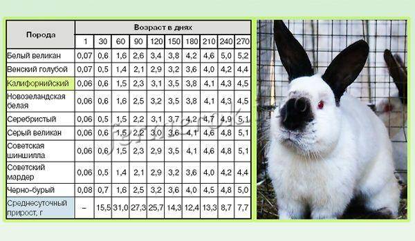 По каким критериям можно определить возраст кролика?