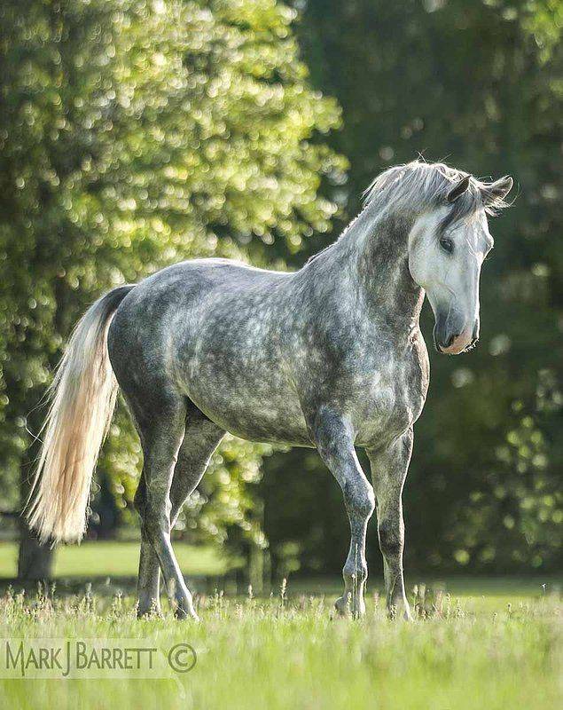 ᐉ андалузская порода лошадей: описание и характеристика - zooon.ru