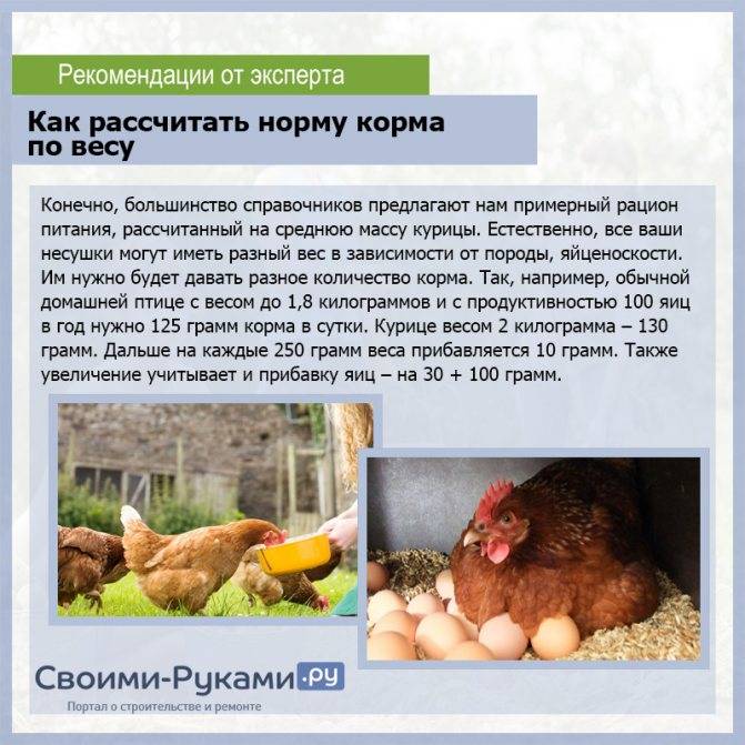 Сколько яиц несет курица в день, неделю, месяц и год