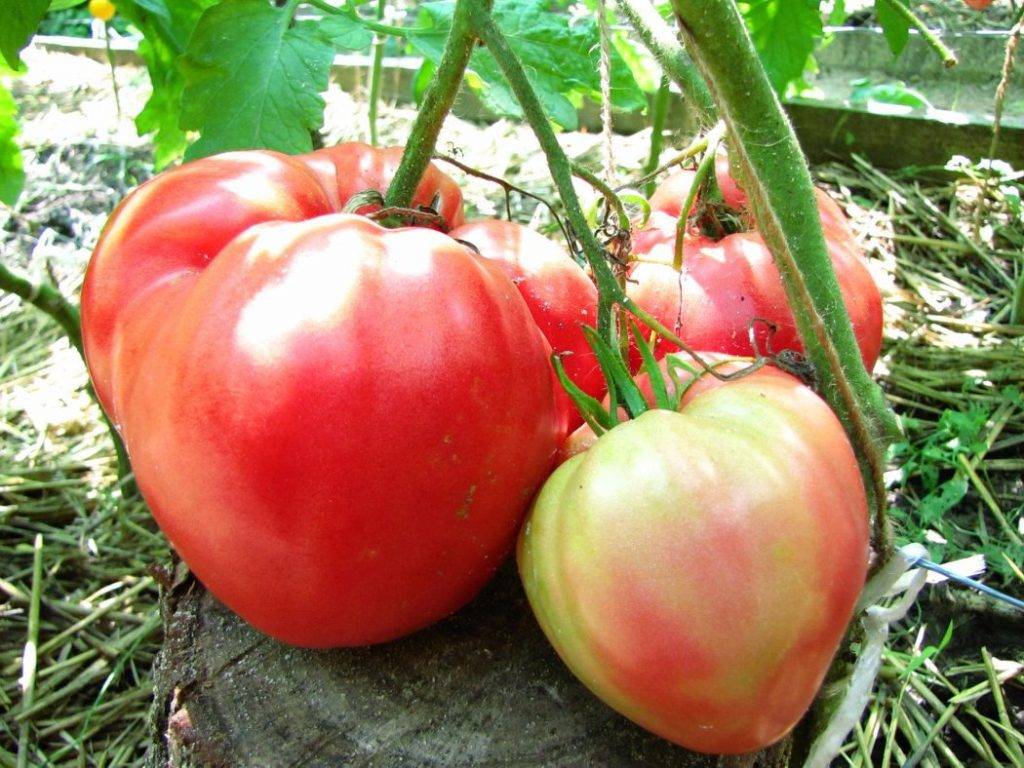 Томат "розовый мед": характеристика и описание сорта помидор, отзывы об урожайности и фото, достоинства и недостатки