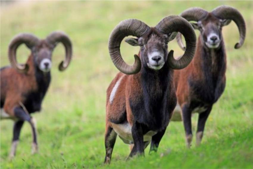 Бараны и овцы: характеристика, виды, уход, размножение, образ жизни, среда обитания