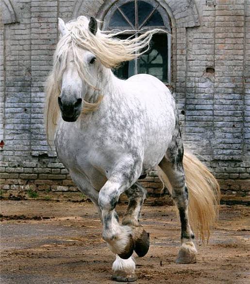 Першерон лошади: описание и характеристика породы, размеры и вес,
особенности содержания, фото, видео