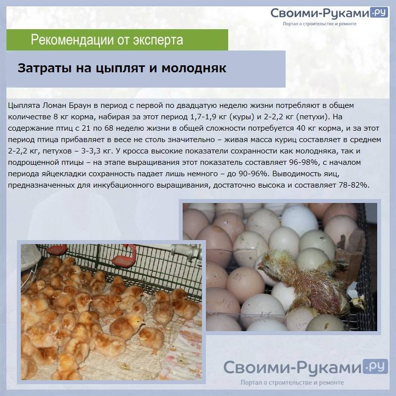 Правила выращивания птенцов. кормление цыплят до месяца и после