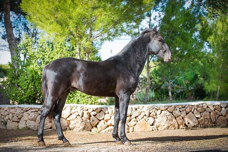 Андалузская лошадь: происхождение породы, описание внешнего вида и стандартов