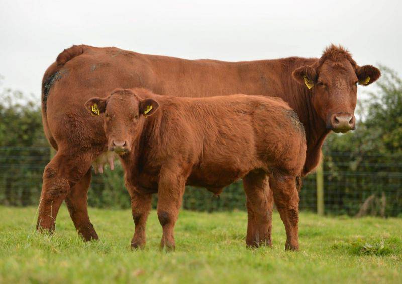 Бестужевская порода коров: описание и характеристика