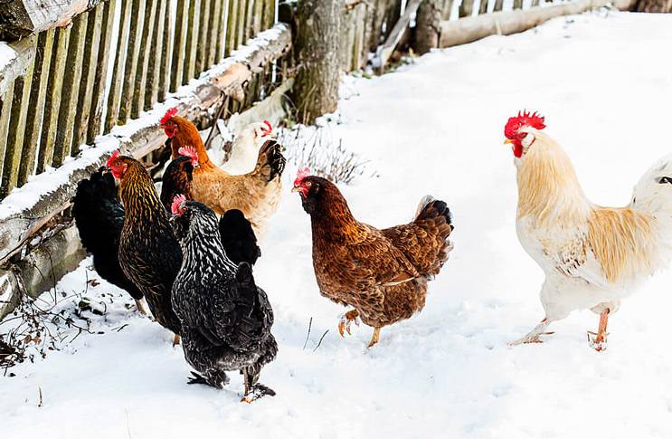 Освещение для курятника зимой и внесезонное яйцо – как обмануть природу курицы — agroxxi