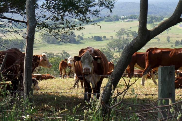 Интенсивно-пастбищная технология содержания коров: системы