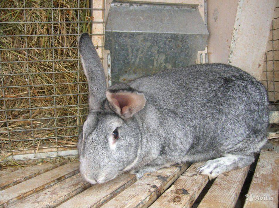 Кролики советская шиншилла: описание внешнего вида, продуктивные показатели и способы выращивания