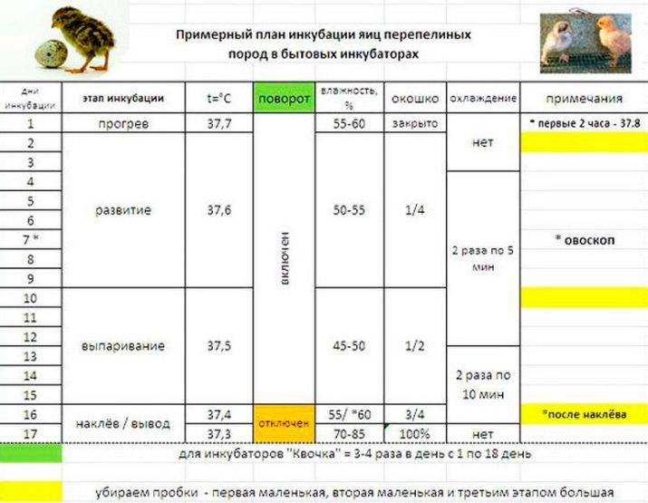 Режим инкубации перепелов