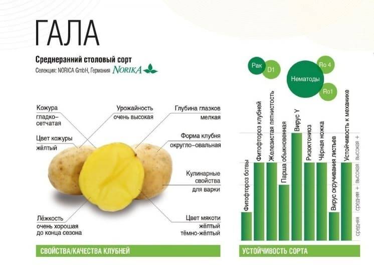 Сорт картофеля гала: характеристика, отзывы. характеристика картофеля гала: сроки созревания, вкусовые качества