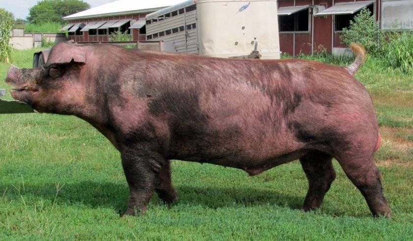 Какую породу свиней выгодно разводить в хозяйстве?