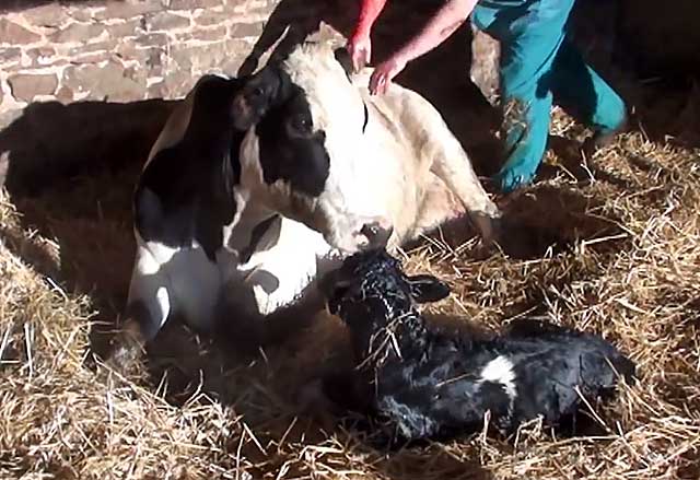 Послеродовой парез у коров: причины, лечение и профилактика болезни