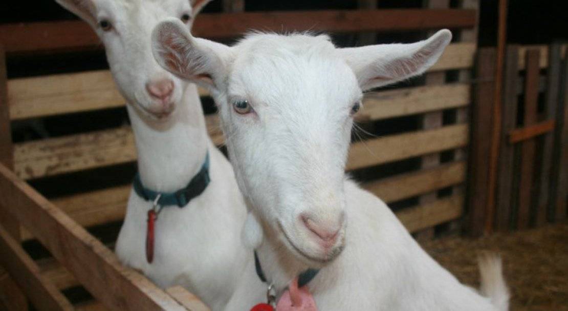 Зааненские козы — самая продуктивная порода молочной направленности