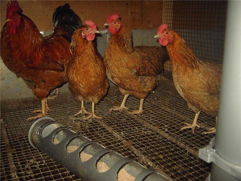 Куры родонит: описание и характеристика породы куриц-несушек, отзывы
