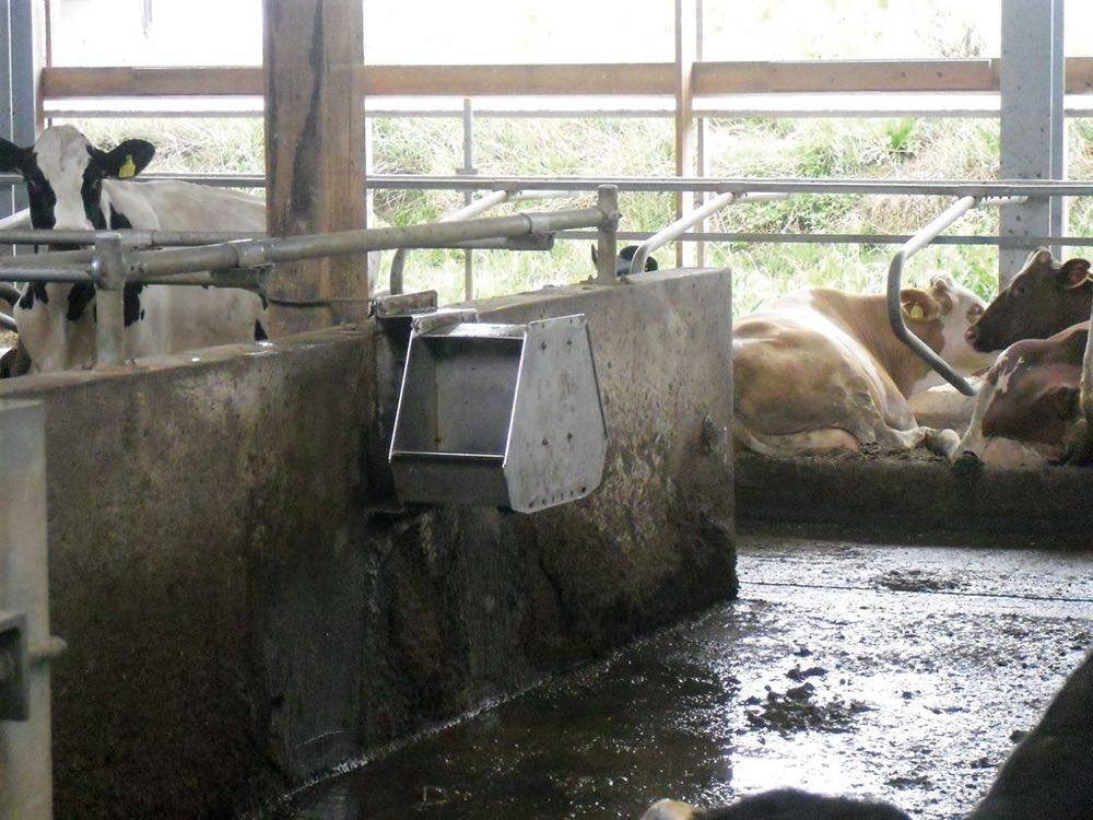 Ответственный выбор поилок в молочном скотоводстве