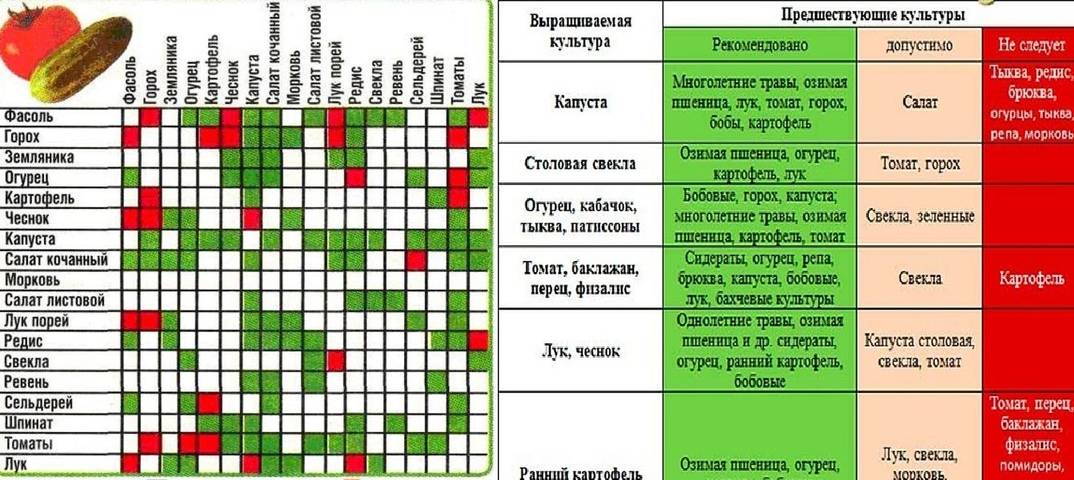 Что сеять в марте на рассаду: полный список цветов и овощей на supersadovnik.ru