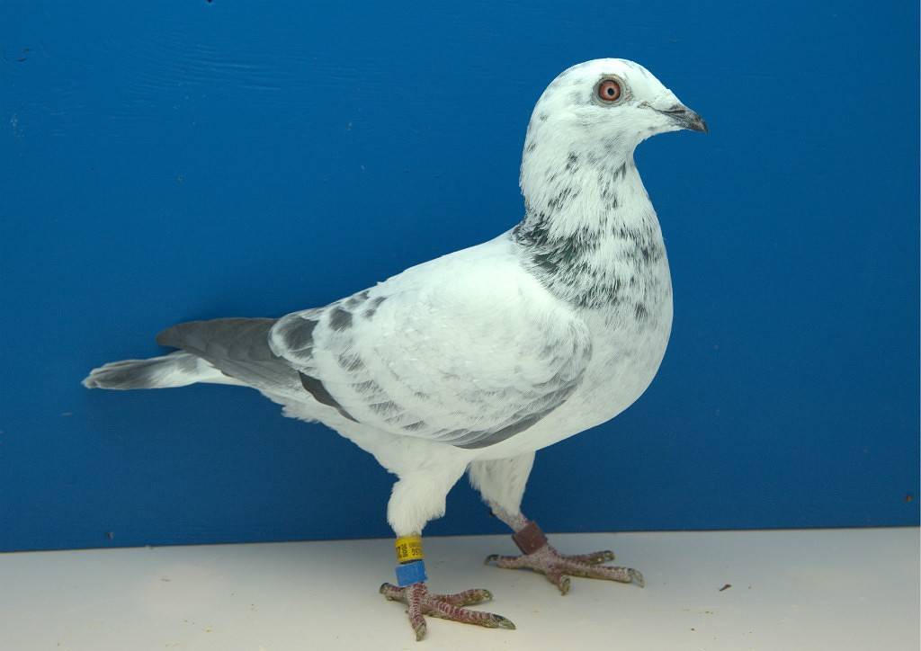 Породы голубей: 115 фото, названия, особенности и правила выбора
